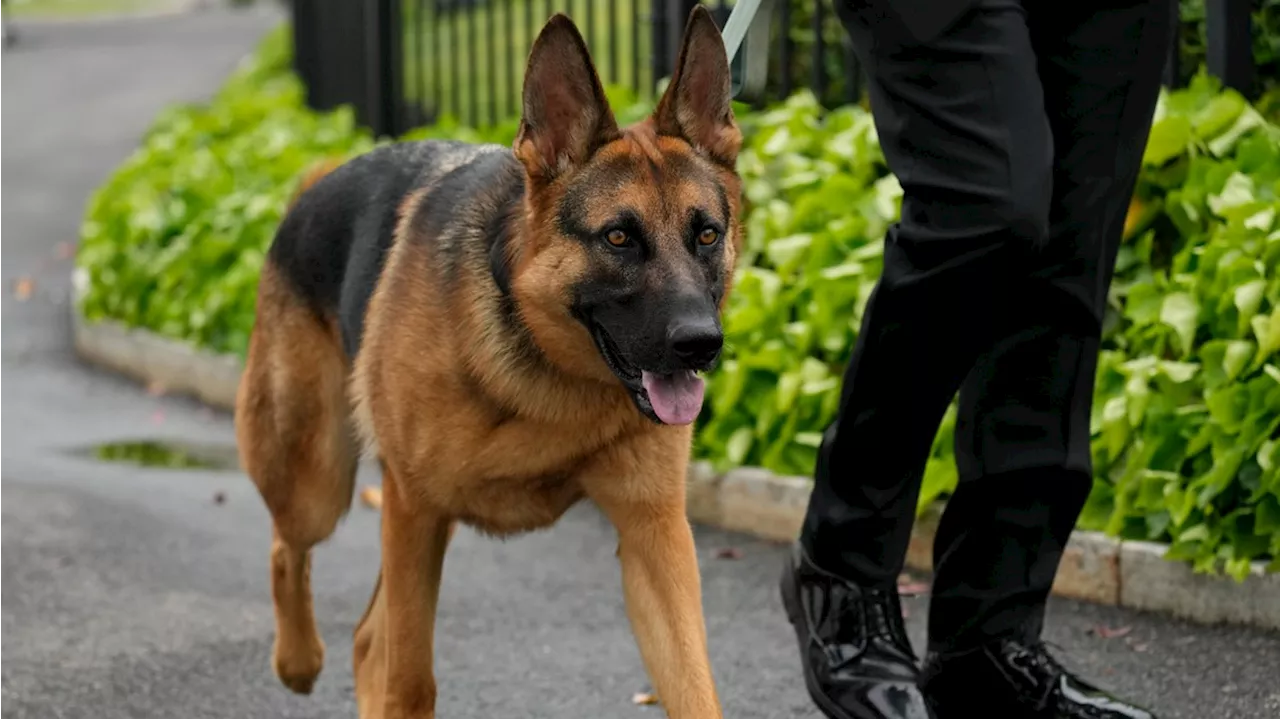 Biden's dog Commander no longer at White House after biting incidents