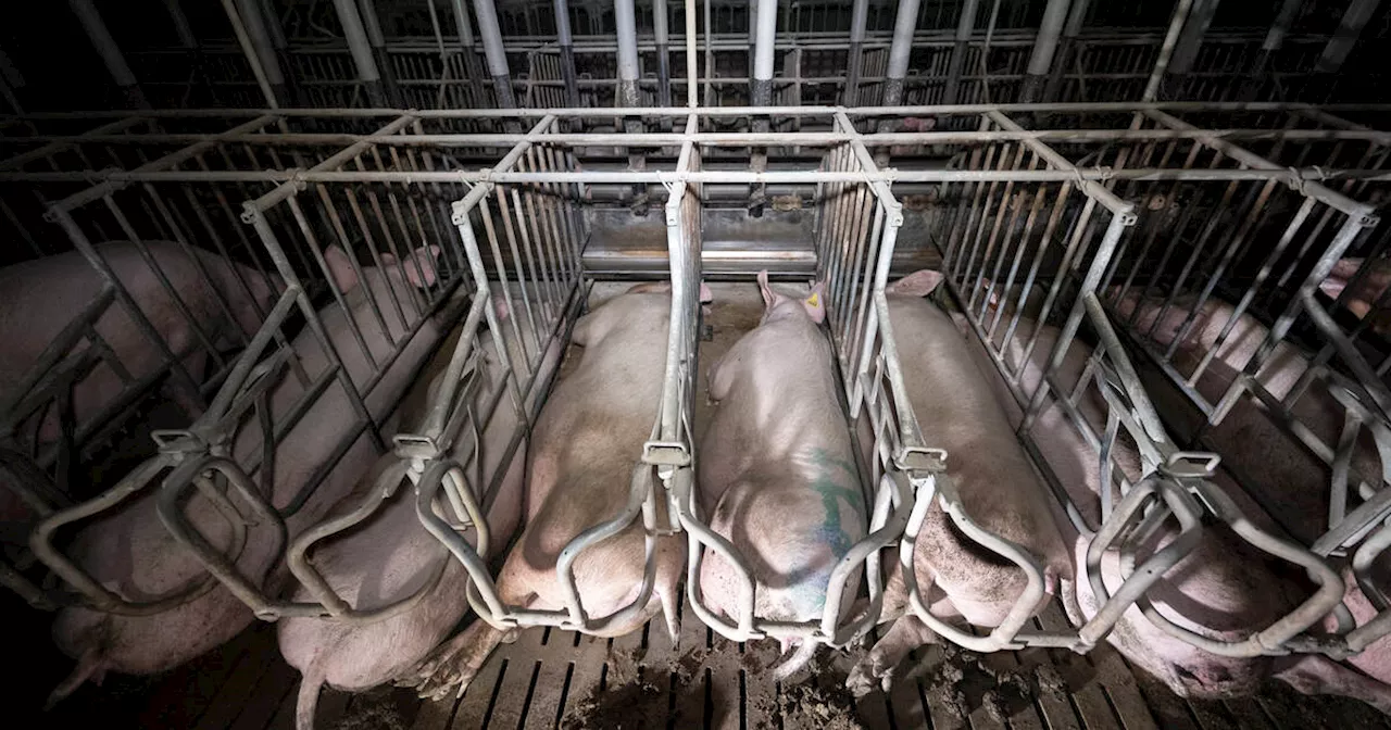 Porcs claqués à mort, castrés à vif, amputés de leur queue : L214 dénonce de nouveaux sévices dans un élevage de la Marne