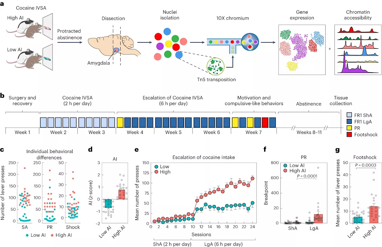 Cellular atlas of amygdala reveals new treatment target for cocaine addiction