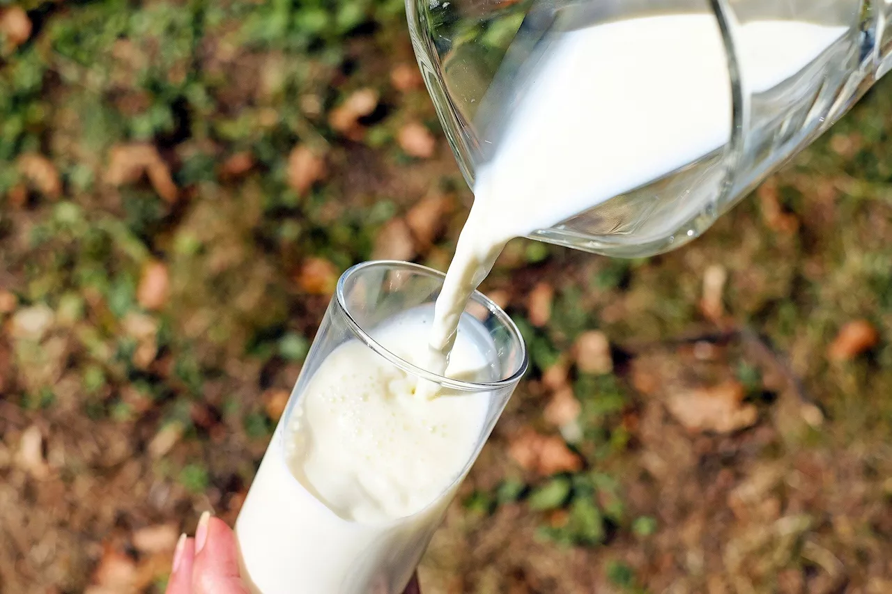 Cow milk vs. alternative milk: Which one's right for you?