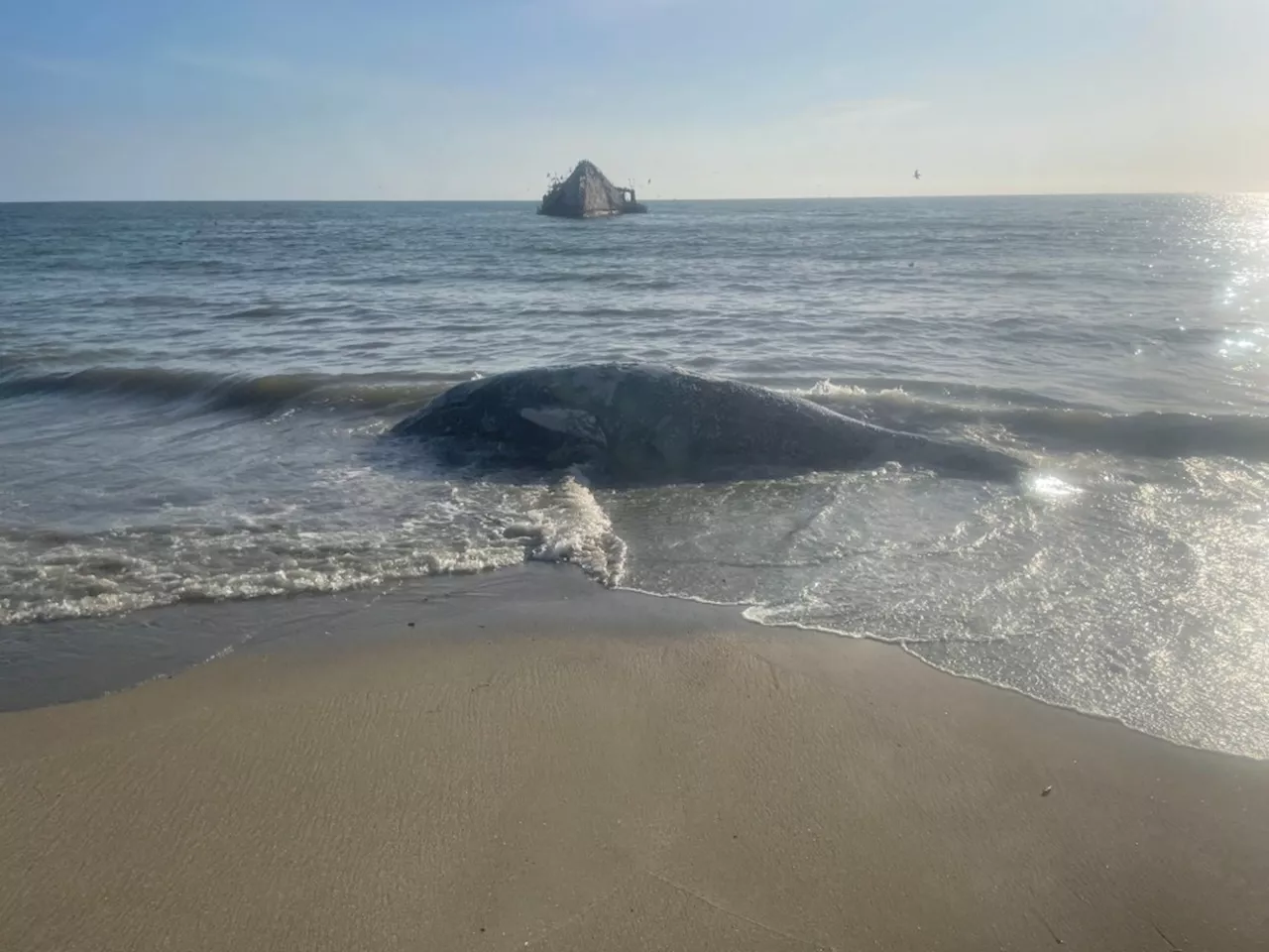 Dead gray whale washed ashore at Seacliff State Beach