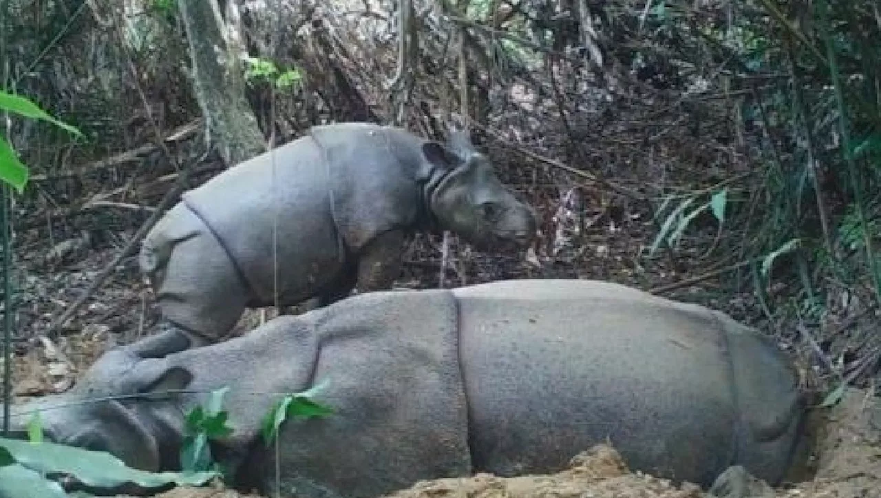 Captan en VIDEO a una nueva cría del amenazado rinoceronte de Java en Indonesia