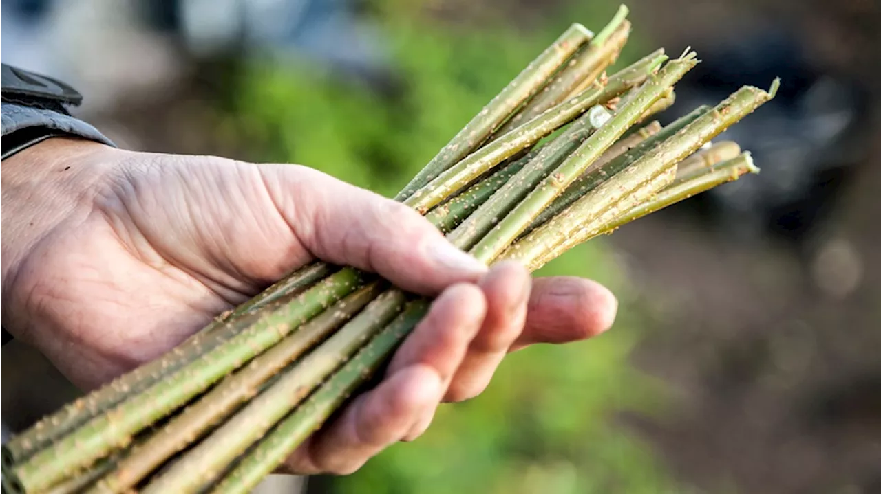 Mit Steckholz im Herbst neue Pflanzen ziehen