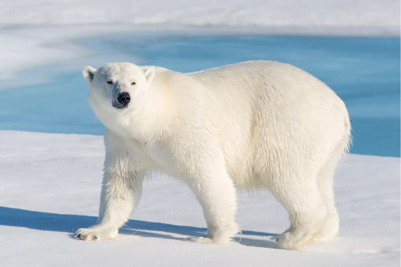 Scientists Baffled by Island's Ancient Bear Bones May Have a Breakthrough