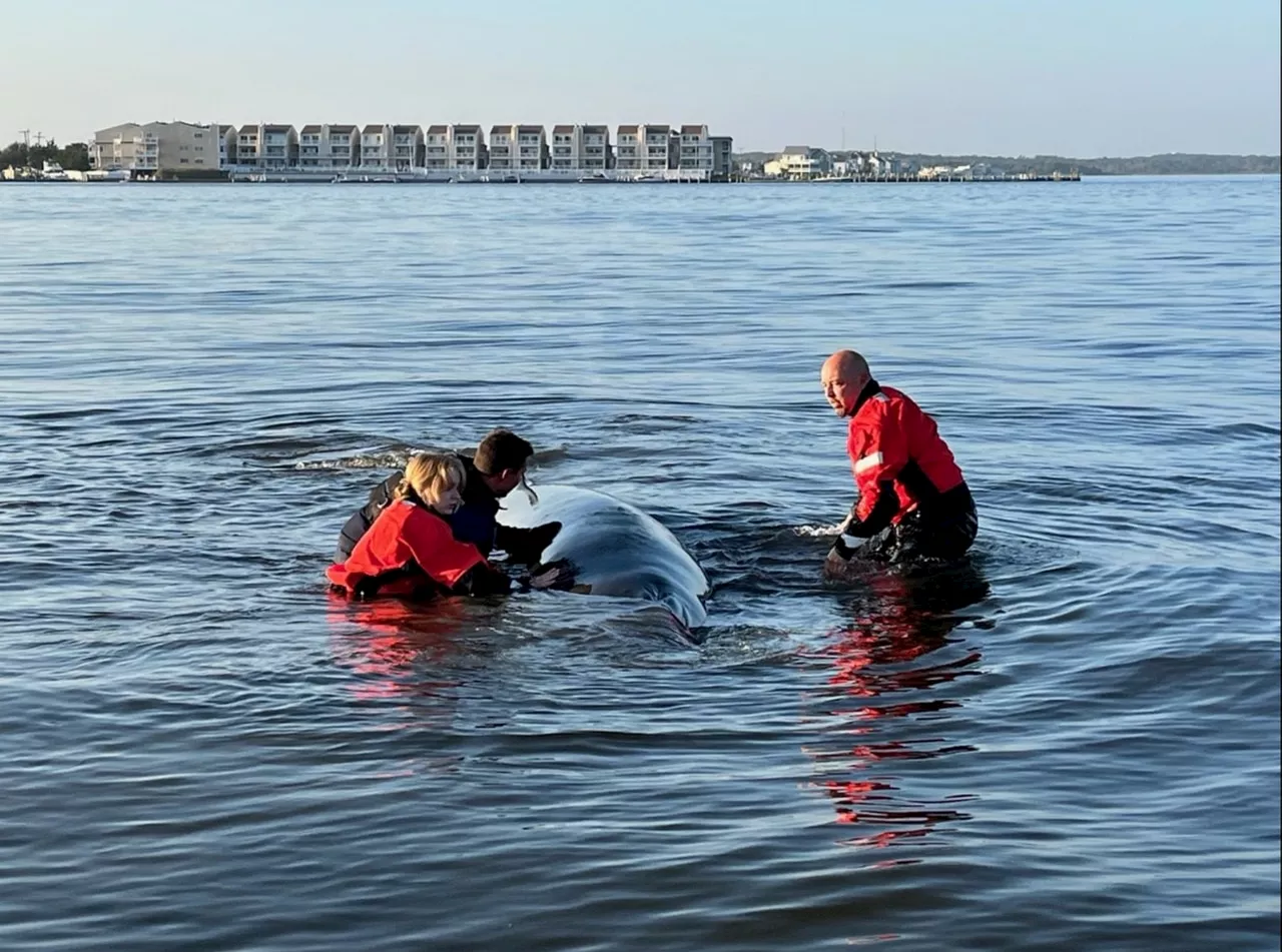 Stranded minke whale rescued twice in 2 days in Jersey Shore bay