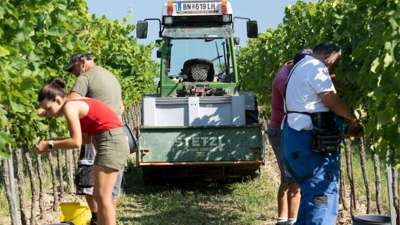 Badener Wein wird heuer sehr süffig