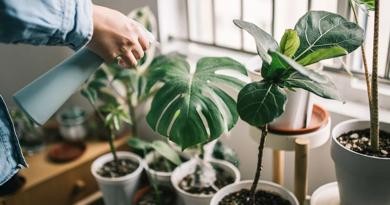 House plant care tips and how to keep them thriving