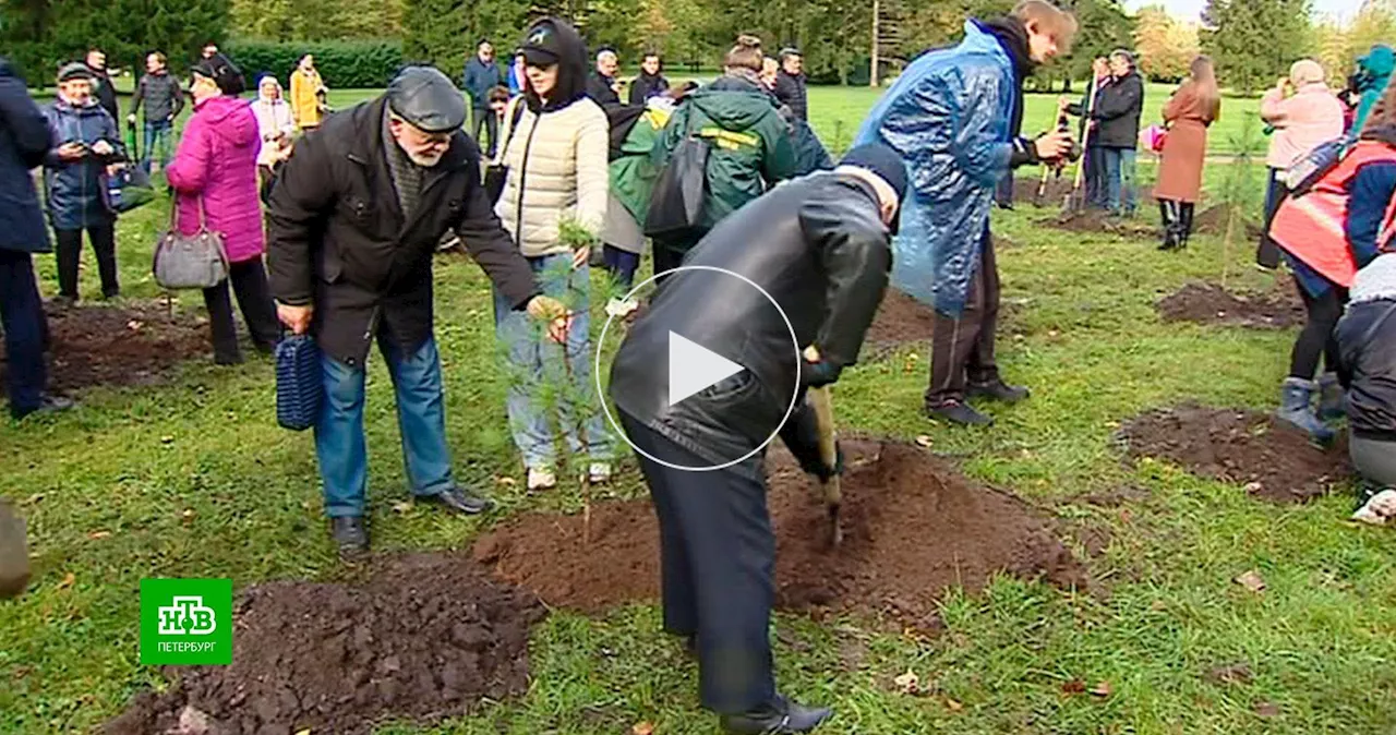 Рядом с Пискарёвским кладбищем высадили аллею из кемеровских кедров