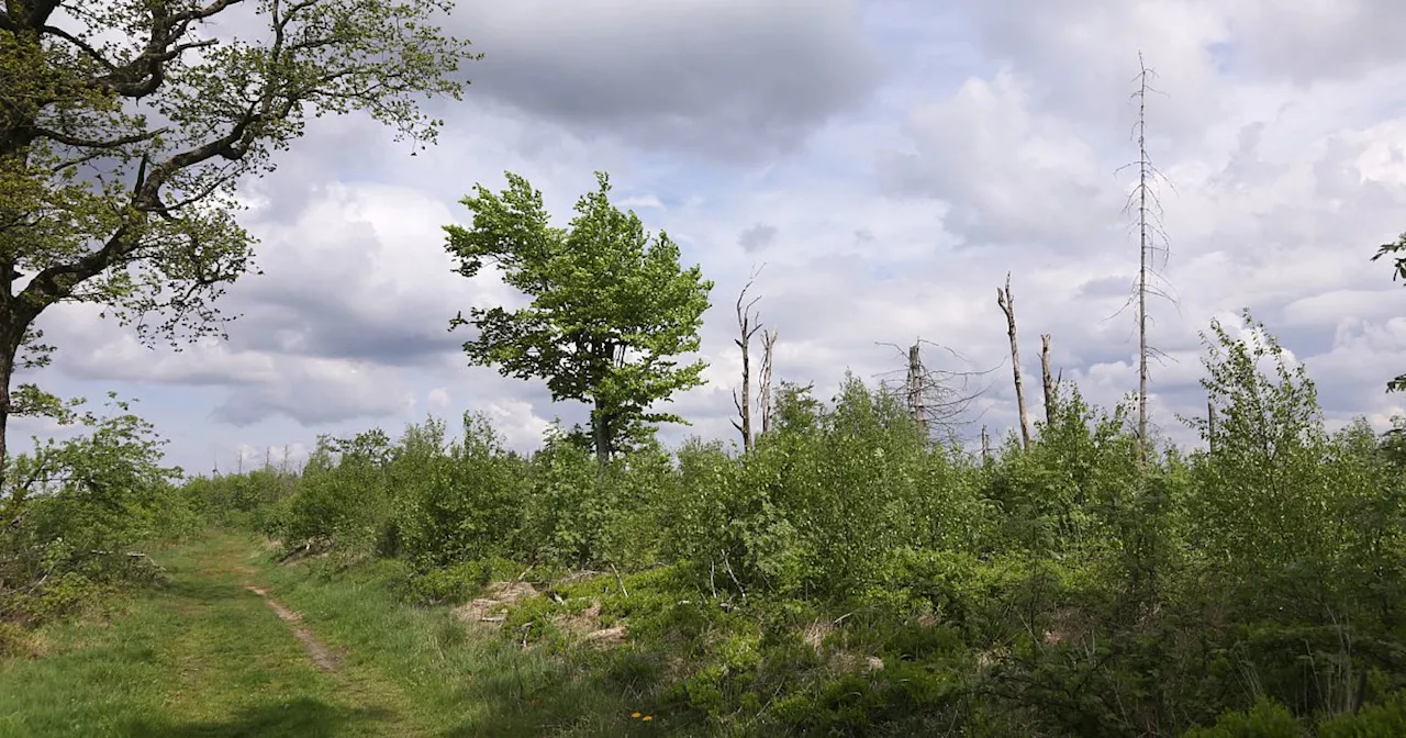 Höxteraner Kreistag lehnt Nationalpark in der Egge ab