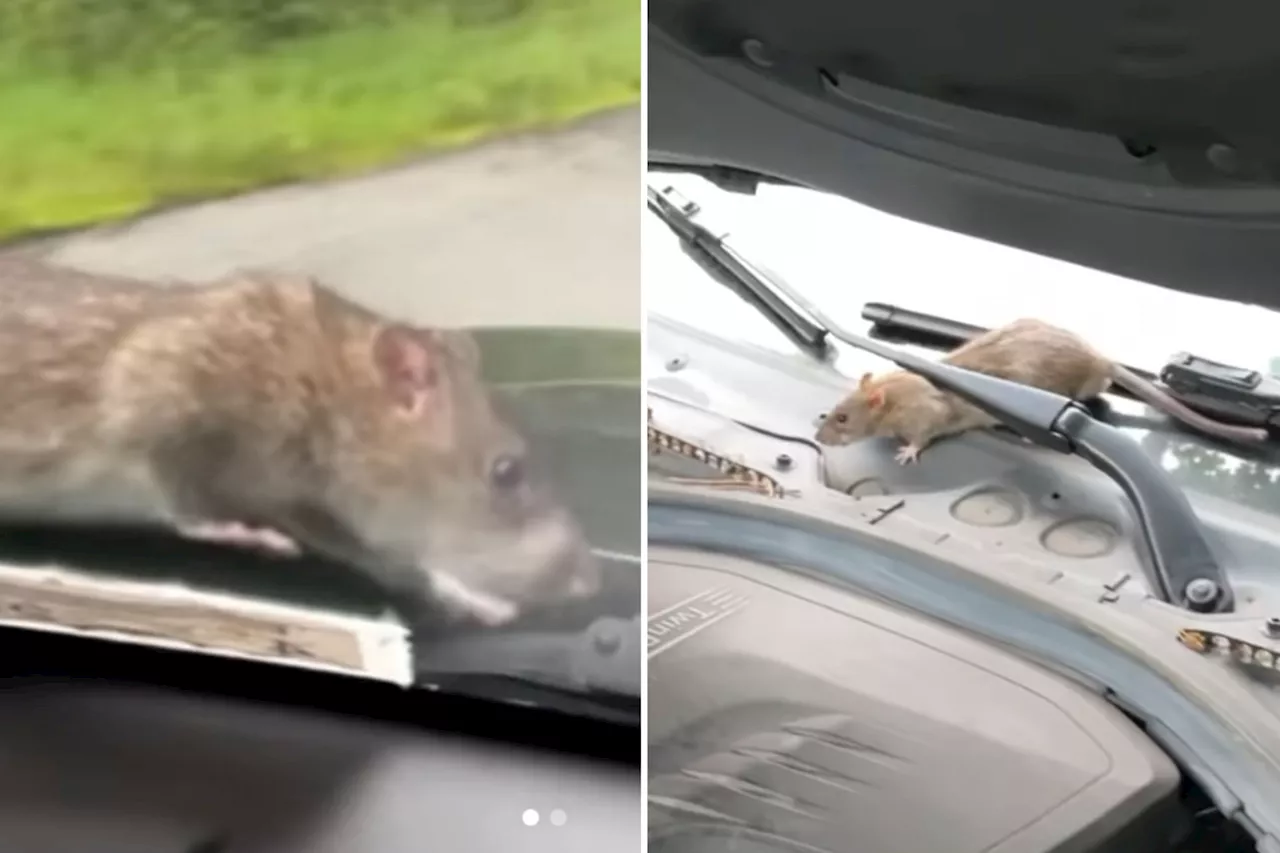 Video shows city rat hitch a ride to Upstate New York wedding: 'Just don't eat my wires'