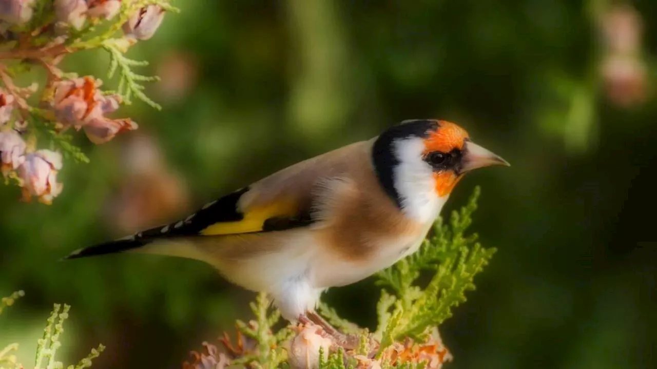 Coup de filet en Île-de-France, un réseau international de trafic d’oiseaux rares démantelé