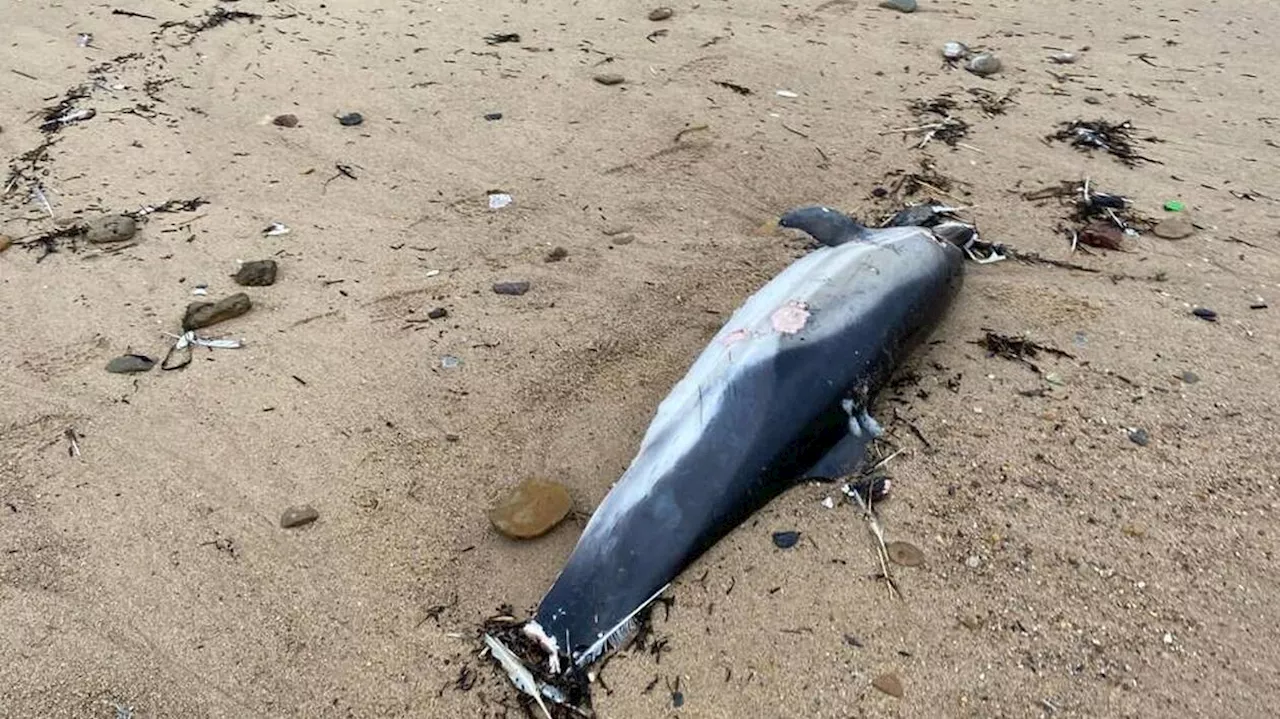 Moëlan-sur-Mer. Trois cadavres de dauphins s’échouent en trois jours