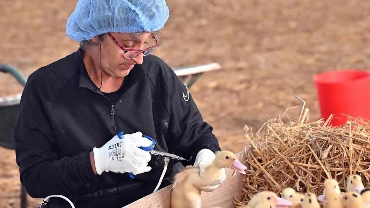 REPORTAGE. Grippe aviaire : « Ce vaccin, c’est la lumière au bout du tunnel »