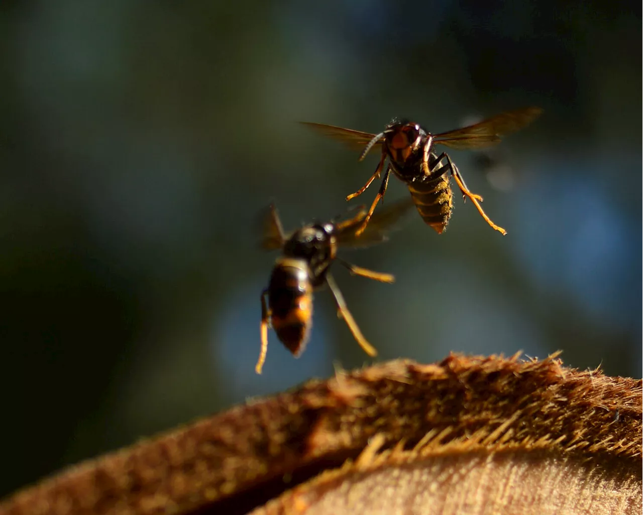 Bumble bees drop to shake off Asian hornets