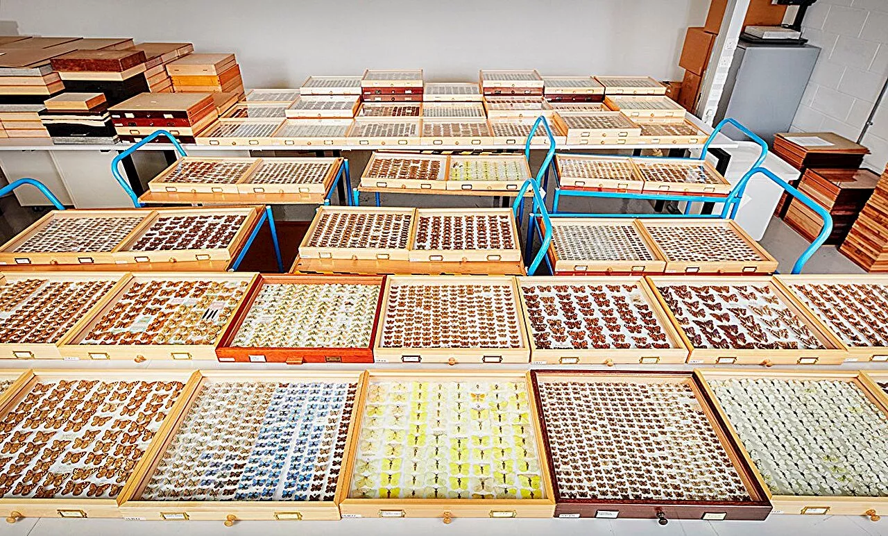 Digitizing UK natural history collections is vital to understand life on Earth, says report