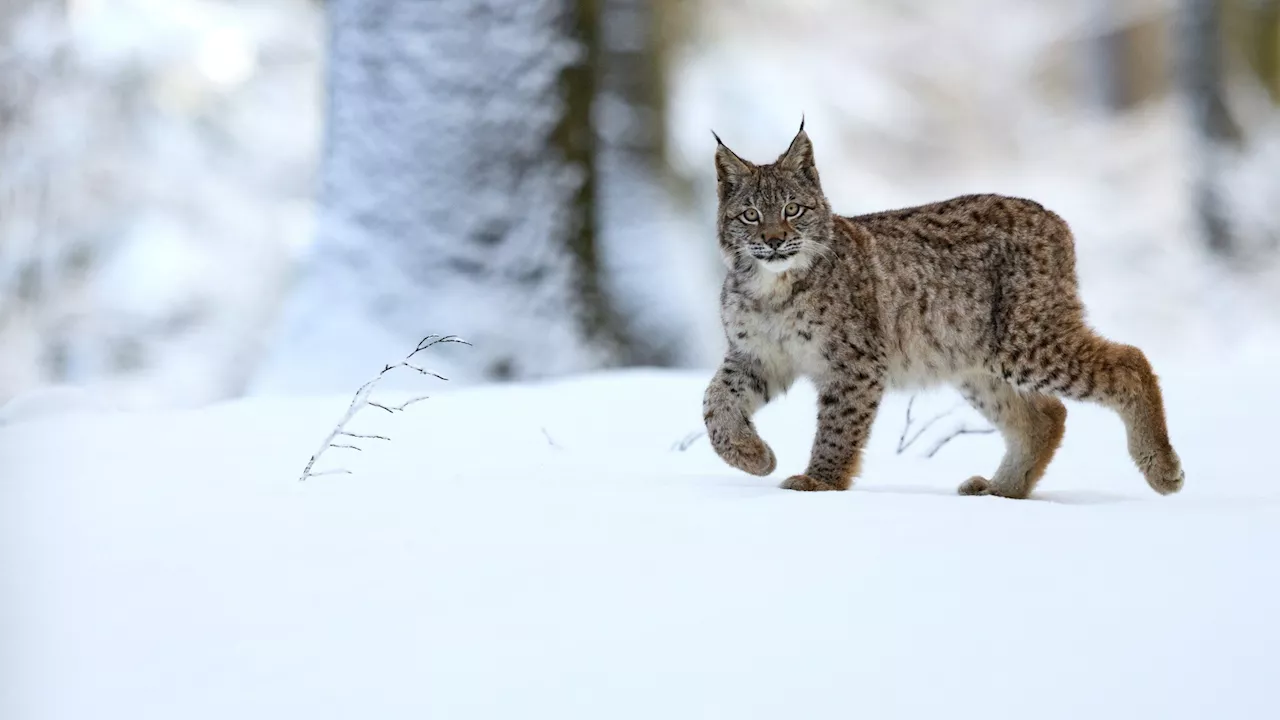 Lynxes and vultures offer insights for European wildlife conservation