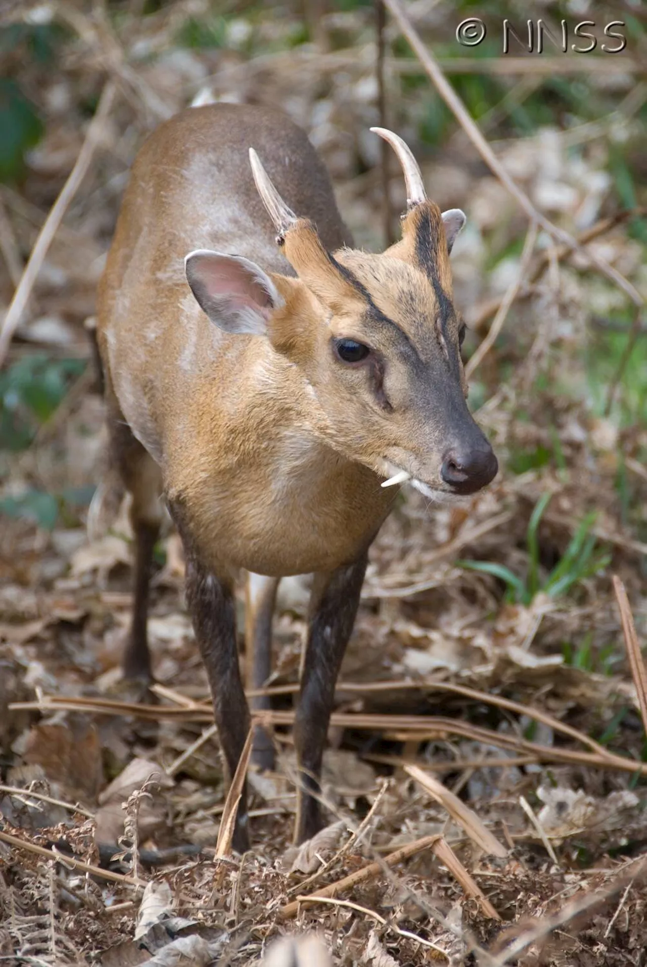 Meet the next alien invaders to threaten nature and economies in Scotland