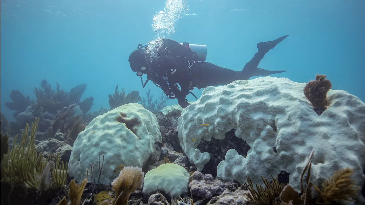 Recent research expedition reveals alarming extent of coral mortality in Florida