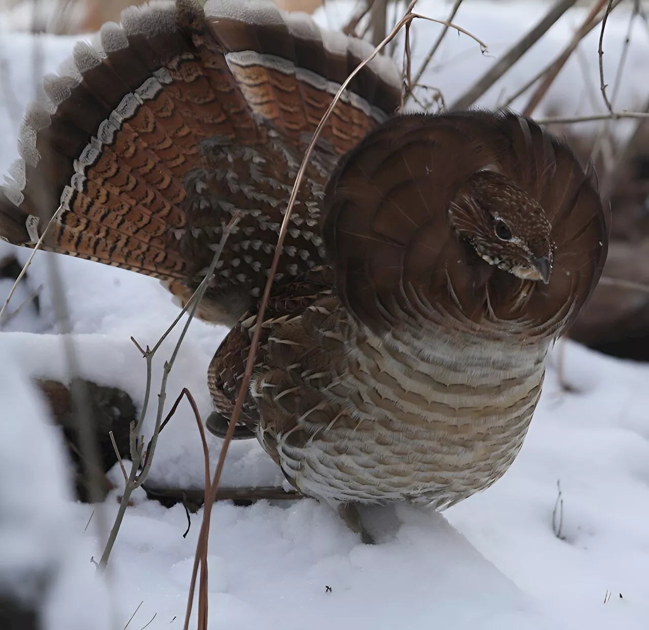 Ruffed grouse population more resilient than expected, genetic study finds