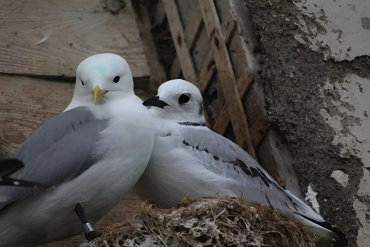 Seabird couples with similar personalities make better parents, finds study