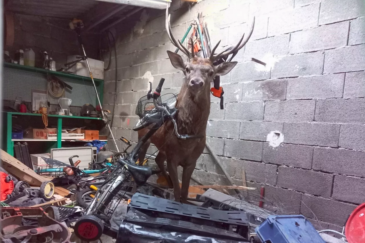 Dordogne : un cerf tombe du ciel et saccage le garage d'un couple de retraités