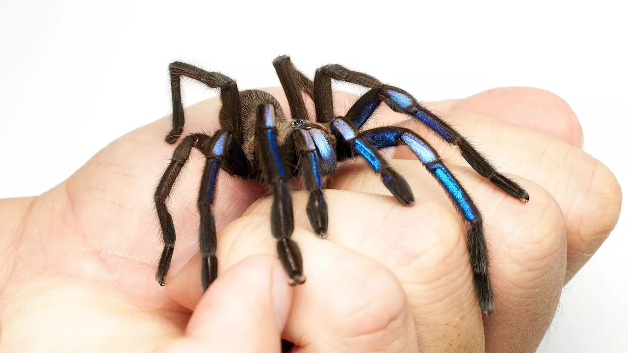 Electric Blue Surprise: Dazzling Tarantula Discovery in Thai Mangroves