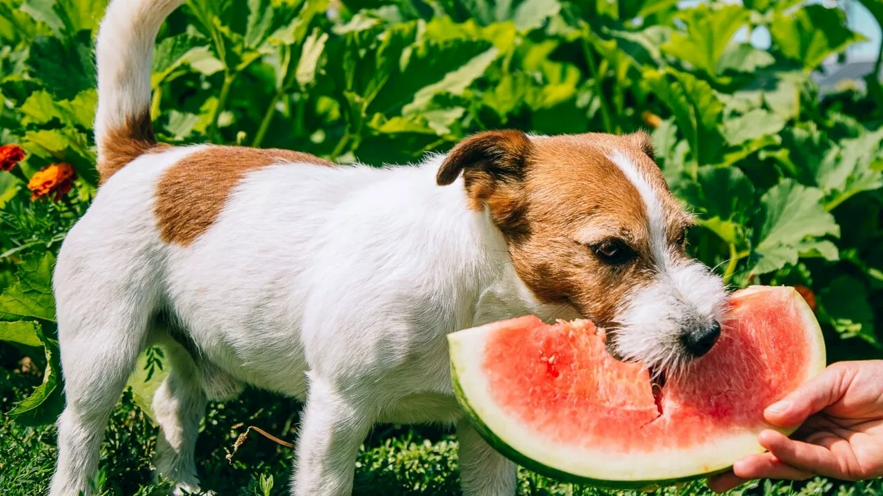 Biden’s dog biting agent ‘evidence’ of what happens when you put carnivores on vegan diet