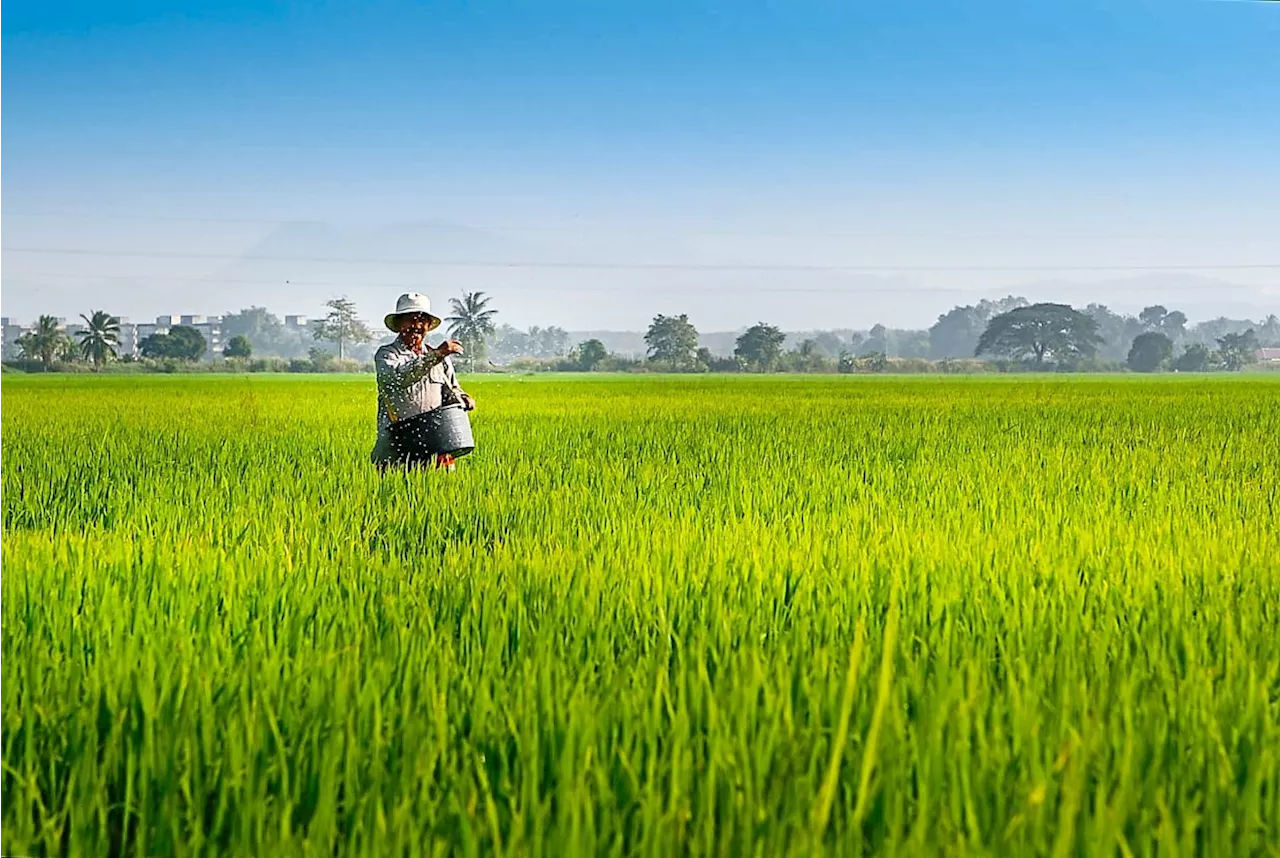 Padi farmers are still getting RM1,700 per tonne, with RM500 subsidy, says Mat Sabu