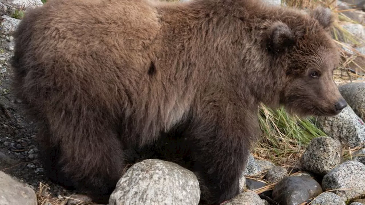 Alaska: 'Fat Bear'-Wahl: Pummeliger Jungbär nimmt erste Hürde