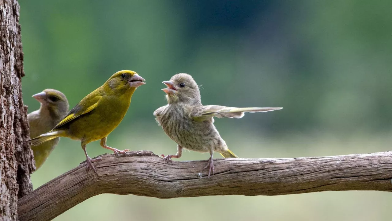 Diese lustigen Tierbilder bringen euch definitiv zum Lachen!