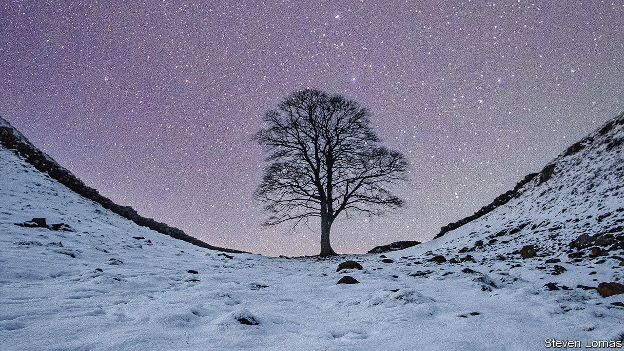 The Sycamore Gap tree held a particularly deep place in people’s hearts