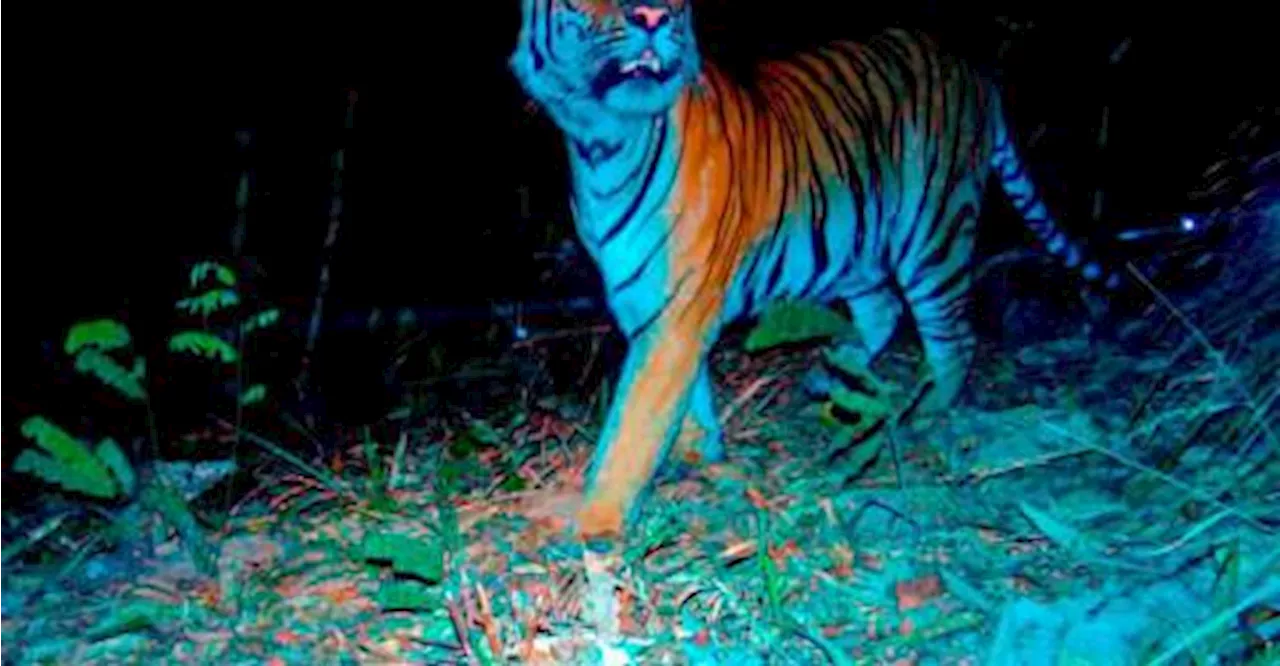 Orang Asli man mauled to death by tiger in Pos Pasik