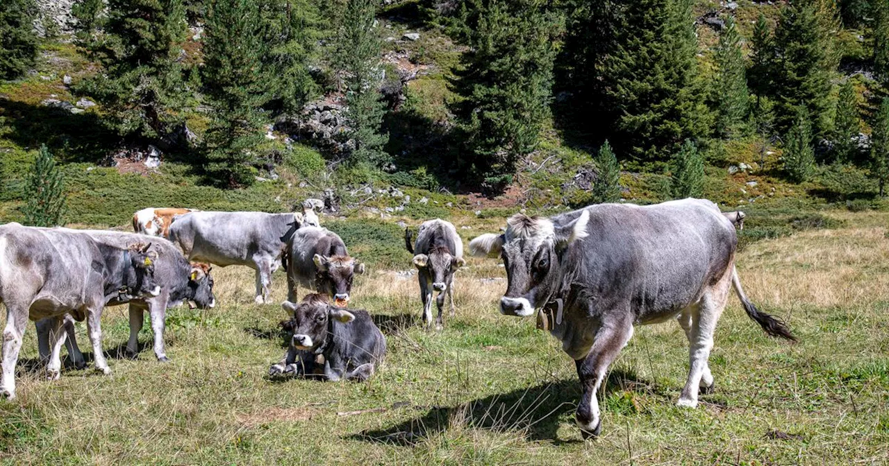 Trotz Warnschildern und Umzäunung: Landwirt wird nach Kuh-Angriff angezeigt