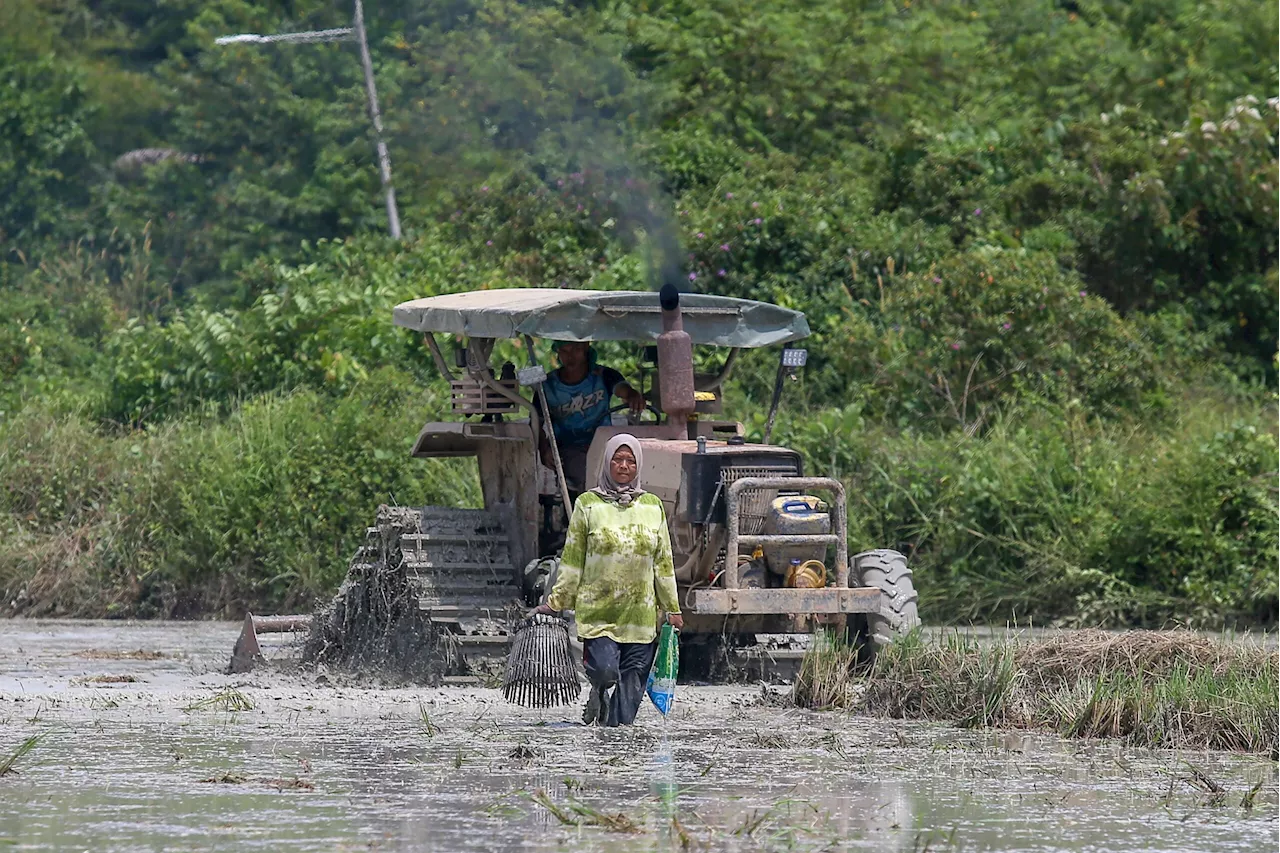 Padi: Peruntukan penyelidikan tidak cukup