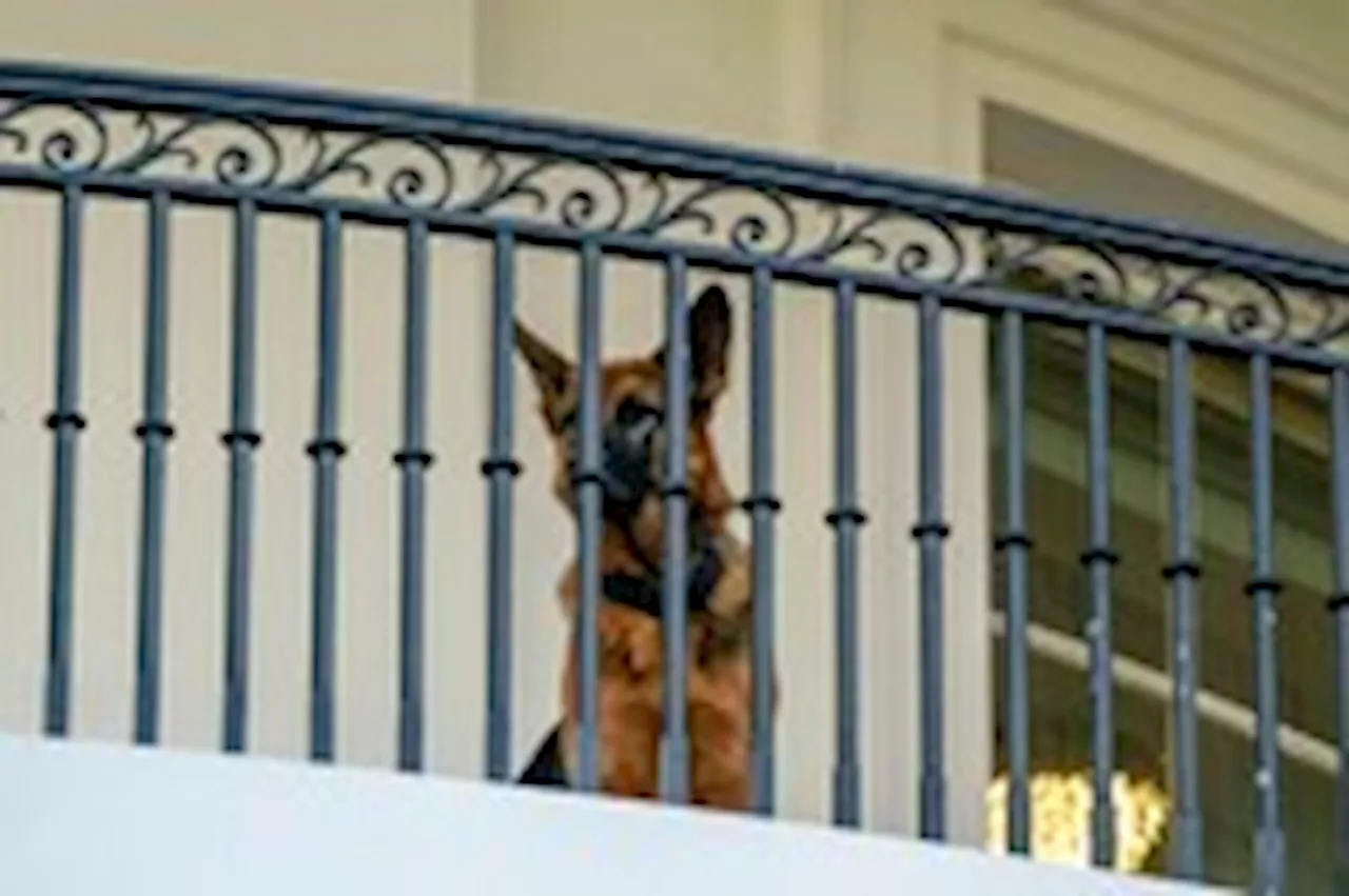 A second Biden dog, Commander, is banished from White House after biting