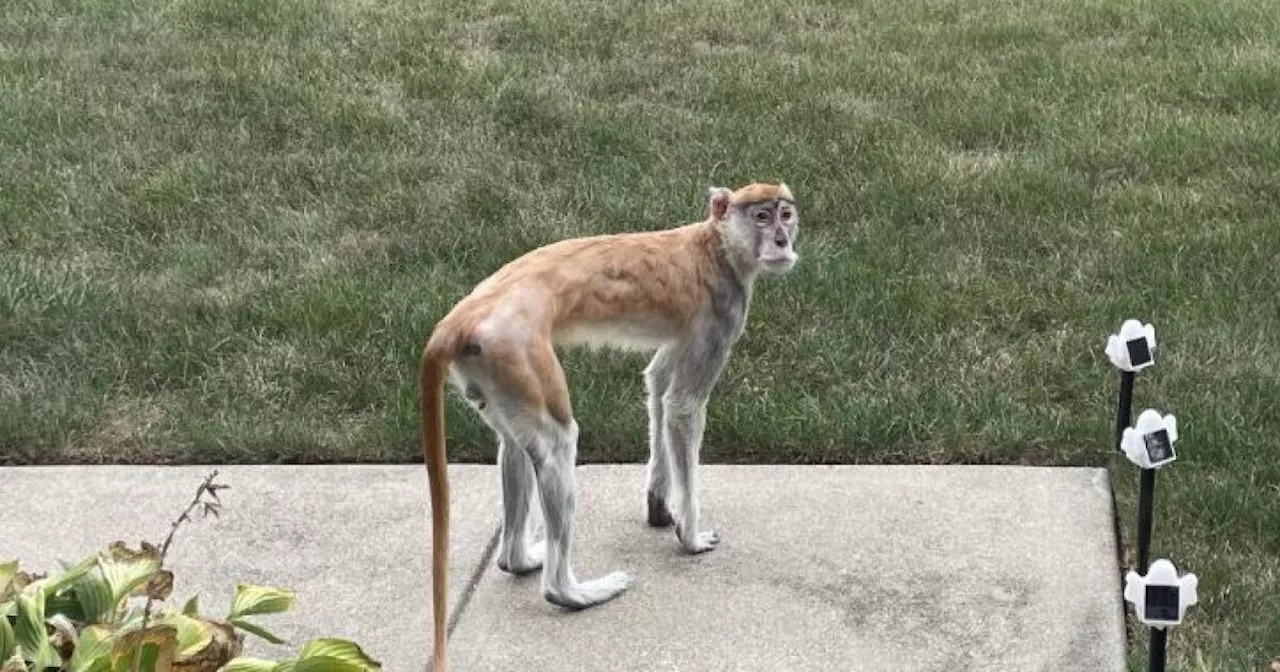 IMPD, IACS searching for a monkey on the loose near Indy’s east side