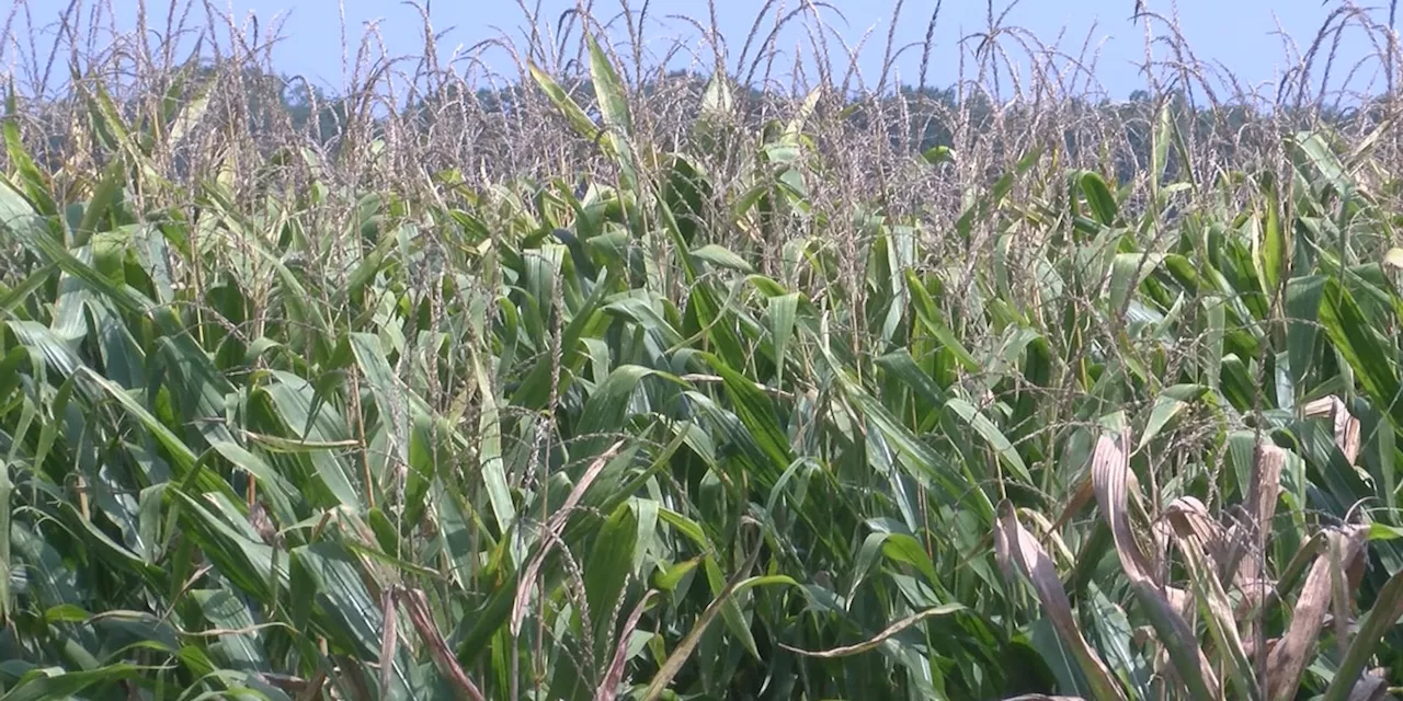 Drought conditions affecting crops in Alabama