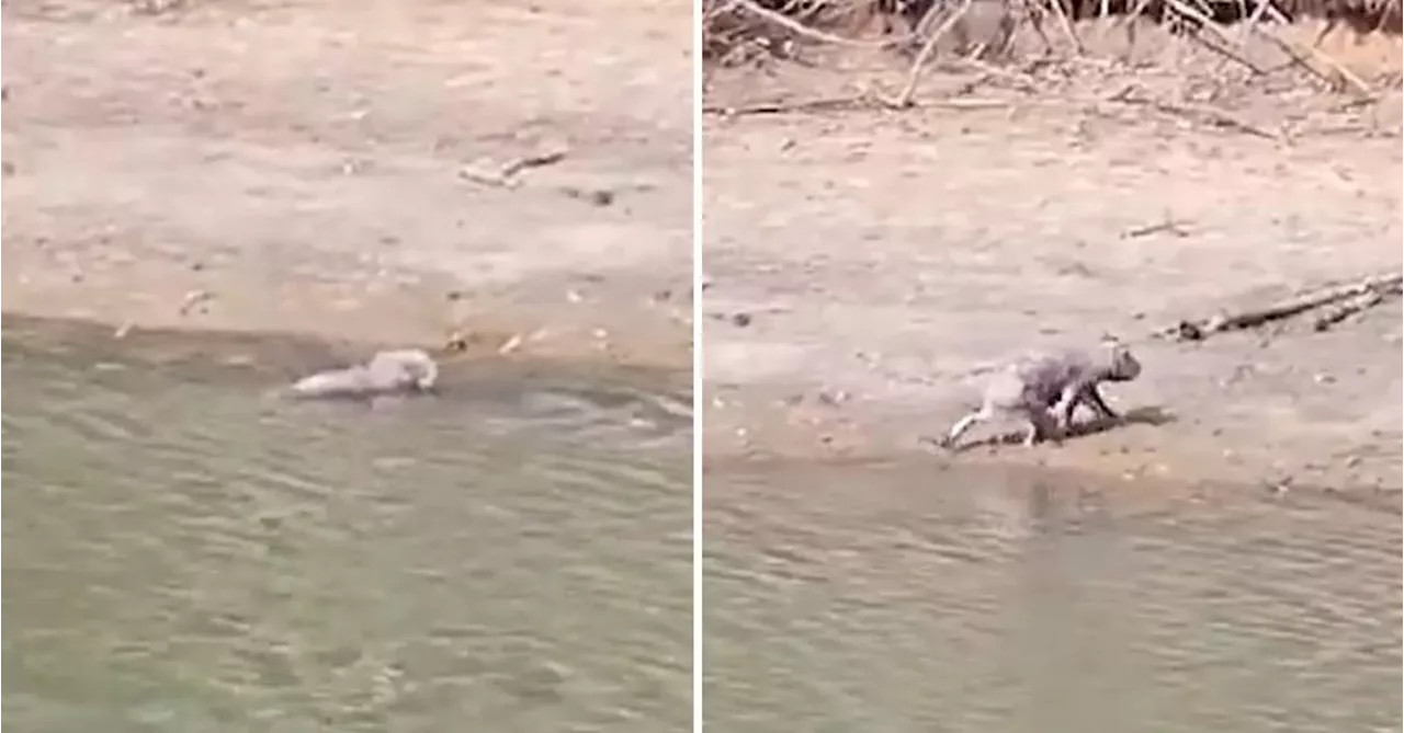 Koala spotted taking a dip in Gold Coast river