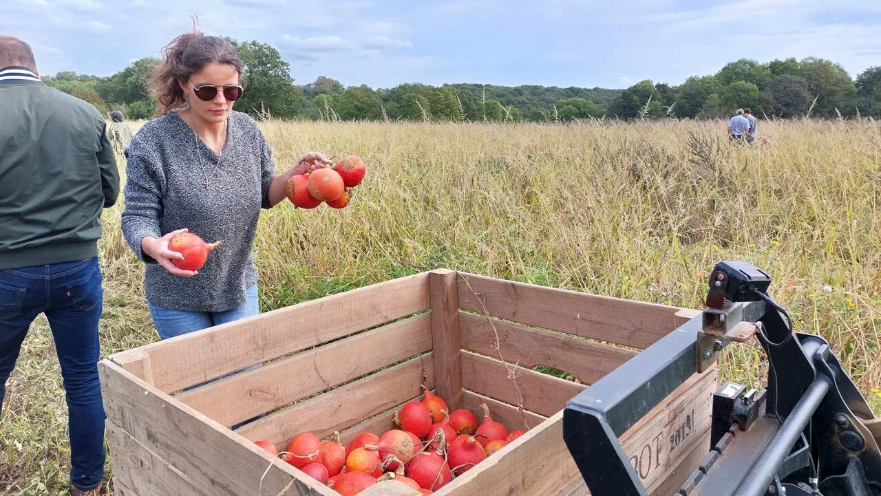 Essonne : 700 kg de courges récoltés au bénéfice des étudiants en précarité alimentaire | Actu Essonne