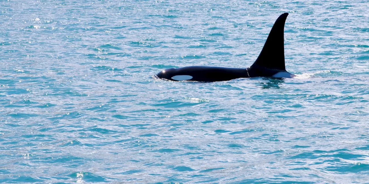 Coffman Cove residents, scientists rally to rescue 2 killer whales trapped in lake