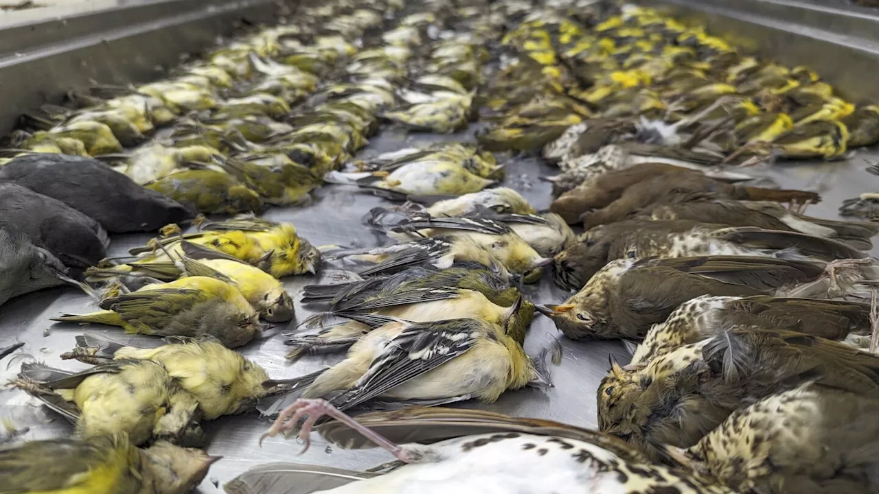 Nearly 1,000 migrating songbirds perish after crashing into windows at Chicago exhibition hall