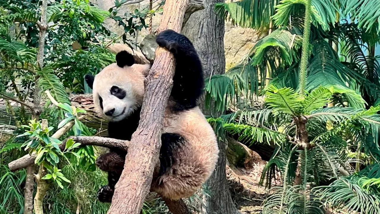 Singapur sagt kleinem Panda Lebewohl