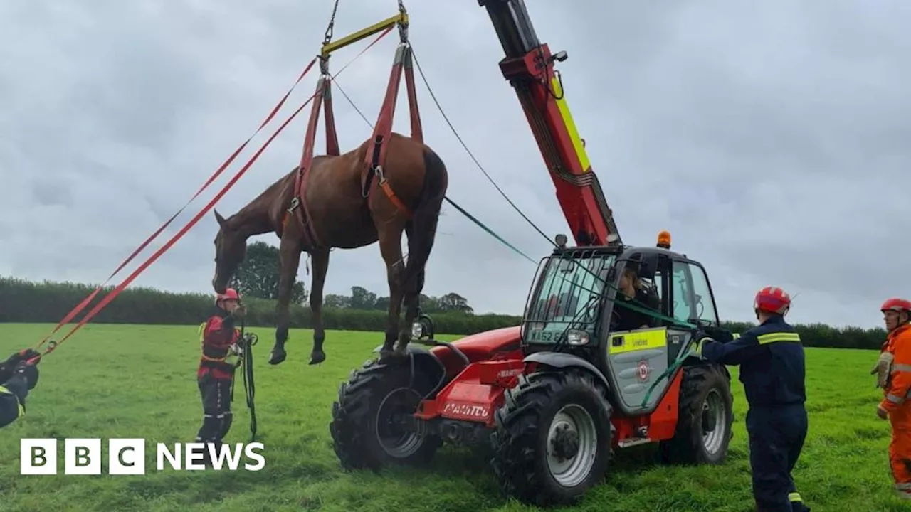 Horse rescued after getting stuck in Devon farm ditch