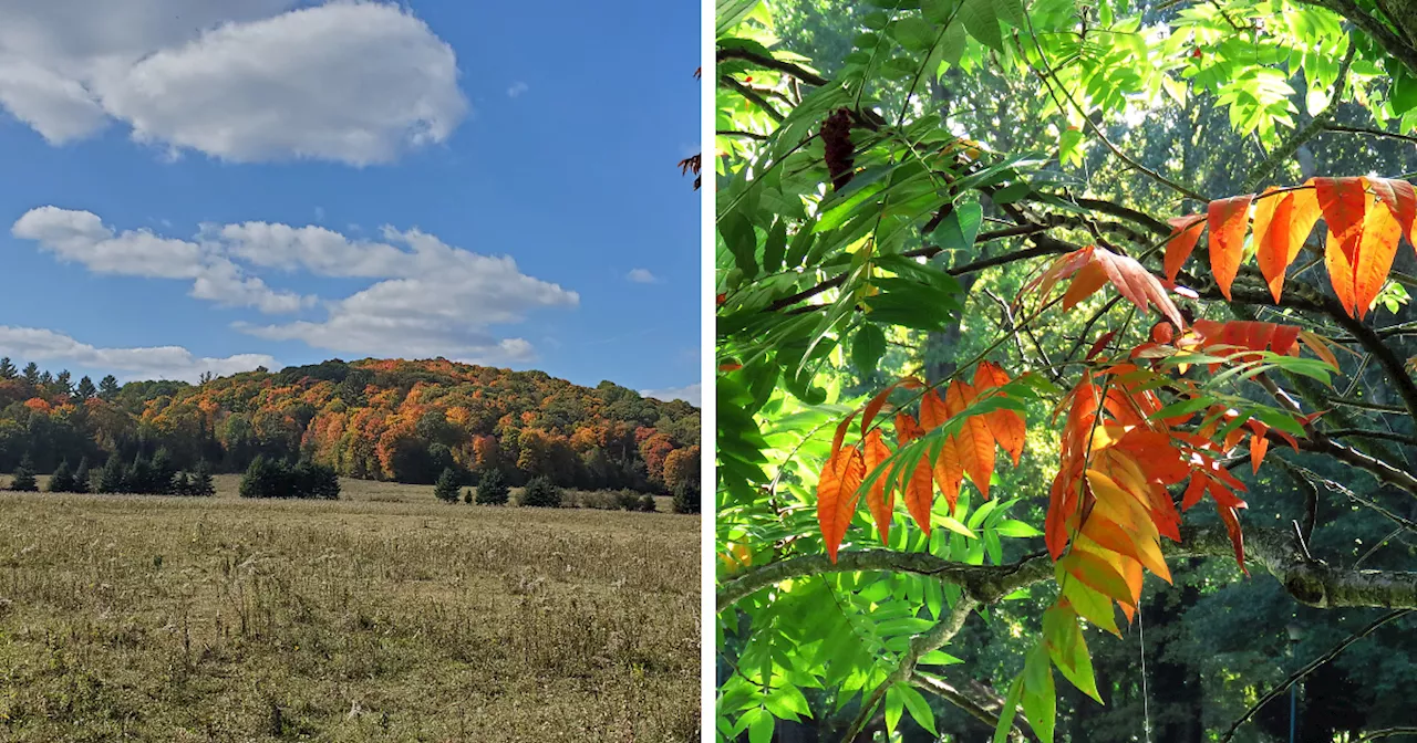 Hey Pandas, Share The First Signs Of Autumn (Closed)