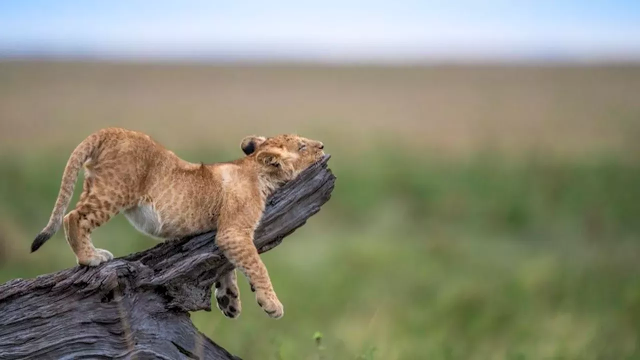 Voici 20 photos drôles d'animaux finalistes des Comedy Wildlife