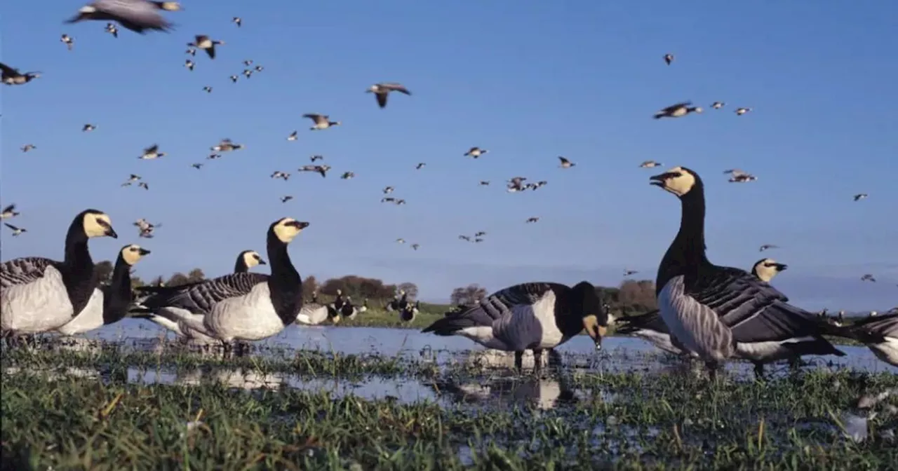 Wild Goose Festival to take flight