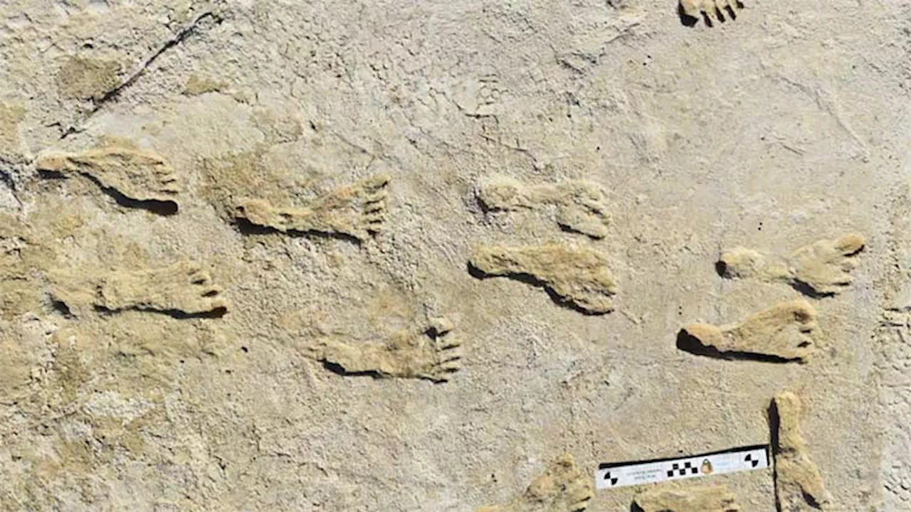 New tests confirm antiquity of ancient human footprints in New Mexico