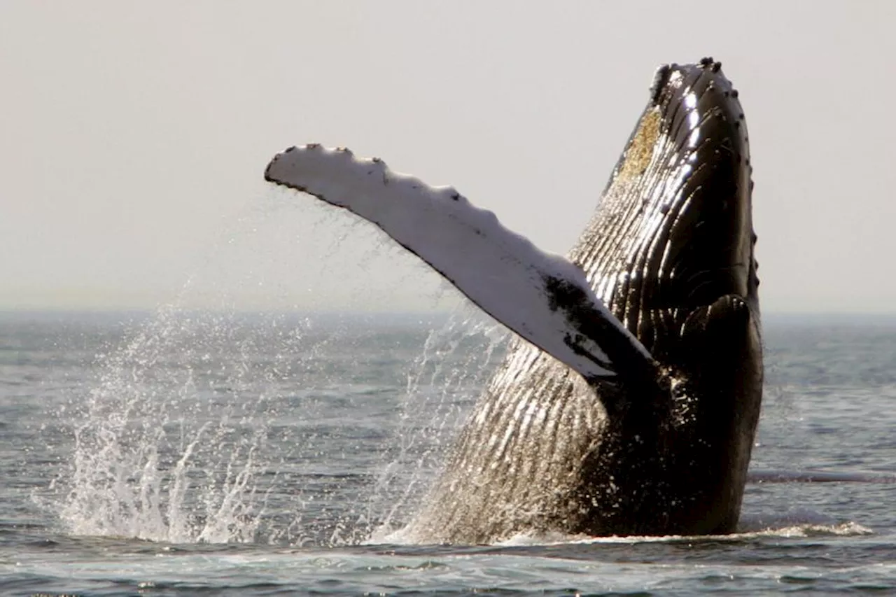 Whales and dolphins face major threat from climate change – pioneering study