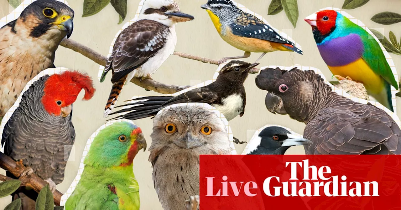 Australian bird of the year 2023 result – follow live