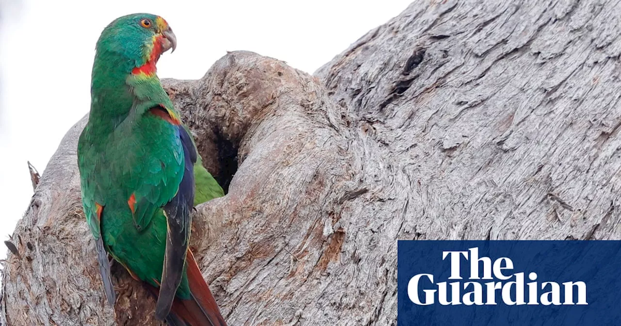 Increased number of swift parrots found near NSW mine reinforces need for habitat protection, say conservationists